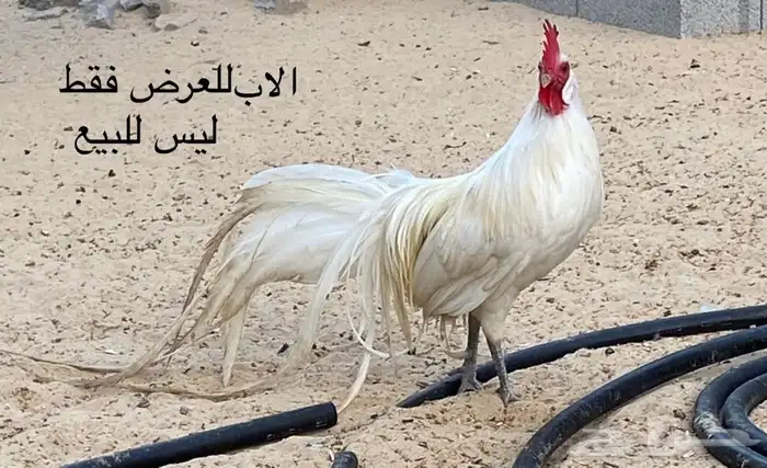 ديوك ودجاج فونكس للبيع 0