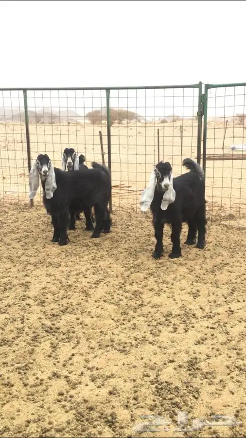 عروض العوارض رقم 2 حلال ابو حمدان الحبابي 4