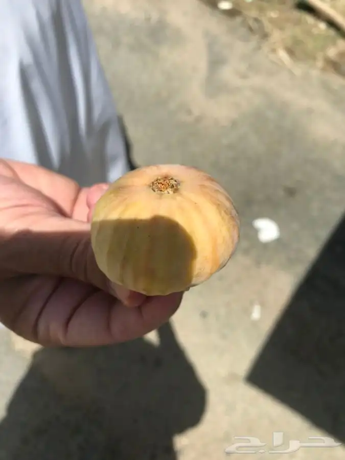 شتلات هيل اصلي 3