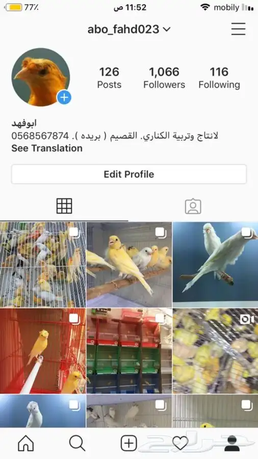 فروخ كناري سوري ( تم البيع) 7