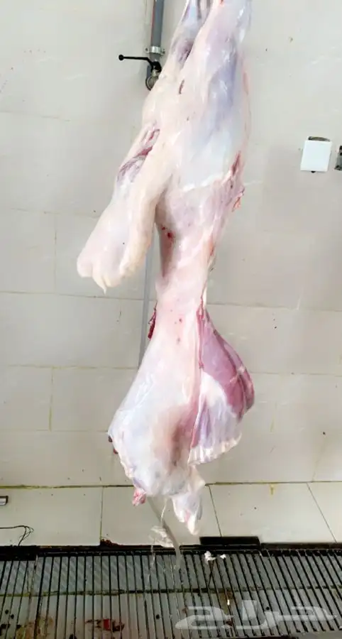 ذبائح بريه شرط ونظيفه و اي عيب لاتدفع ولاريال 8