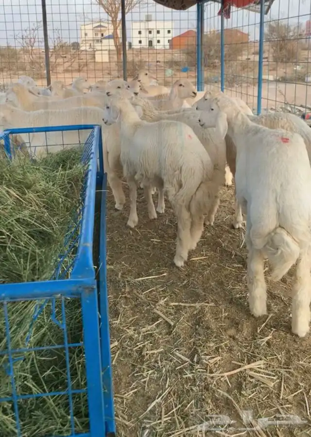 ذبائح بريه شرط ونظيفه و اي عيب لاتدفع ولاريال 2