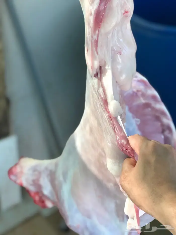 نص تيس ( لحم ني) 16