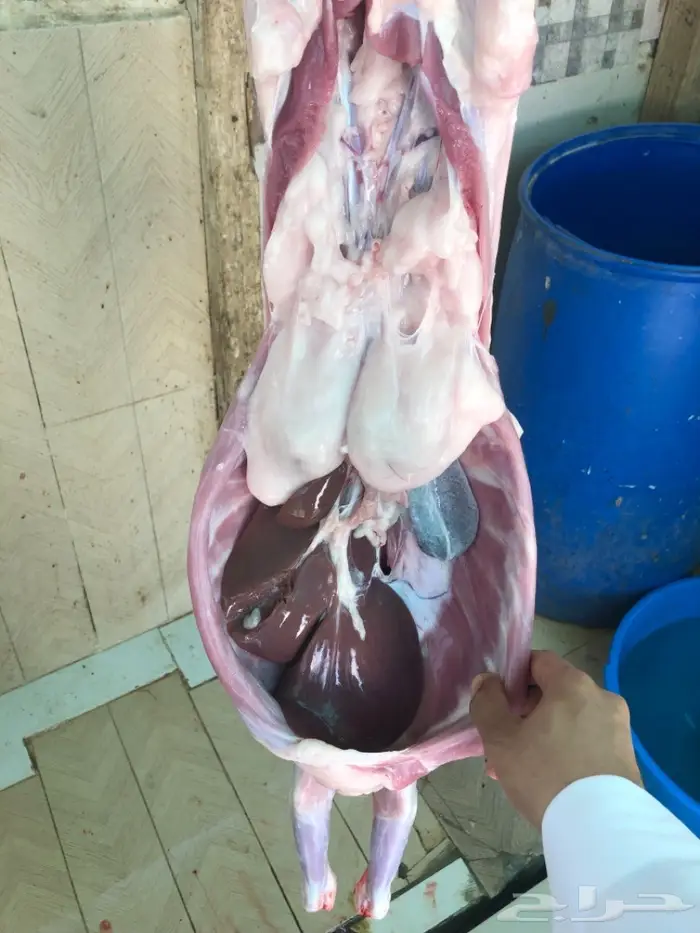 نص تيس ( لحم ني) 19