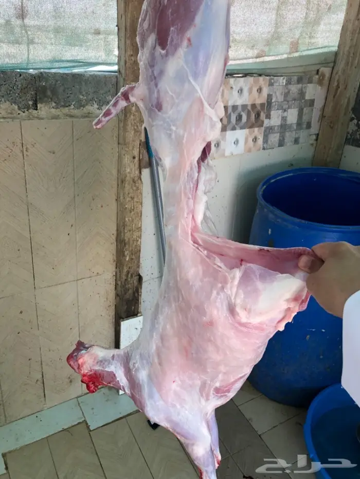 نص تيس ( لحم ني) 20