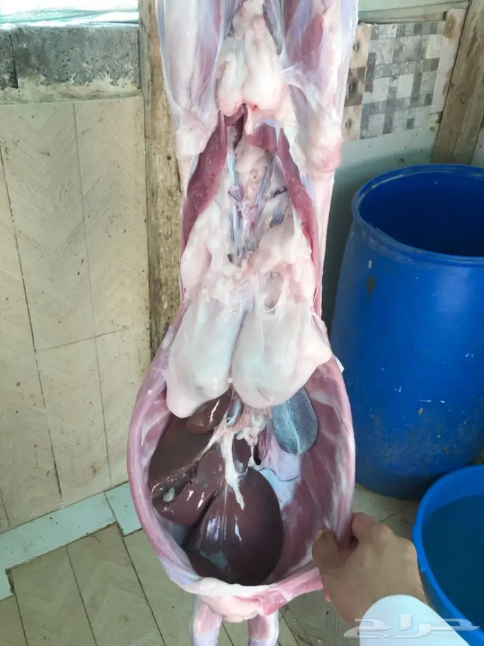 نص تيس ( لحم ني) 21