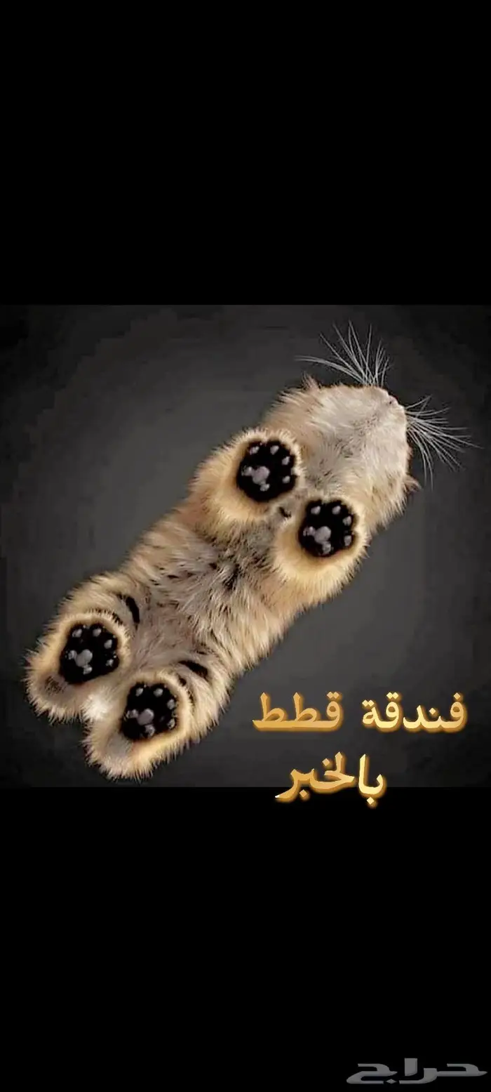 فندقه قطط بالخبر 0