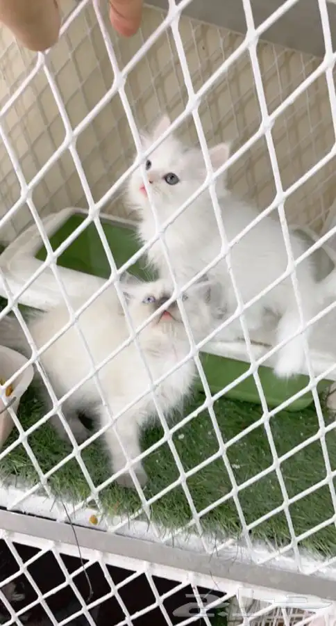 العامريه لطيور واسماك الزينه 24