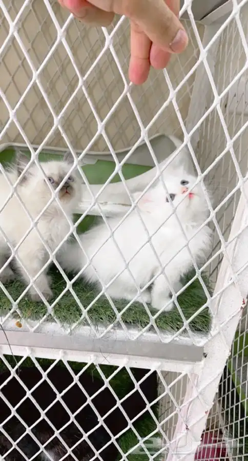 العامريه لطيور واسماك الزينه 21