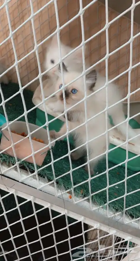 العامريه لطيور واسماك الزينه 23