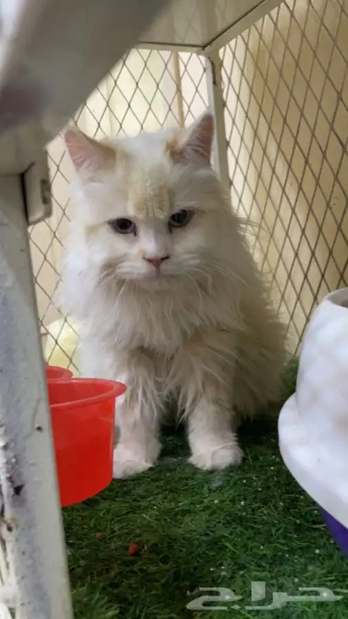 العامريه لطيور واسماك الزينه 7