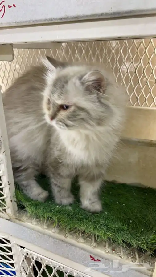 العامريه لطيور واسماك الزينه 8