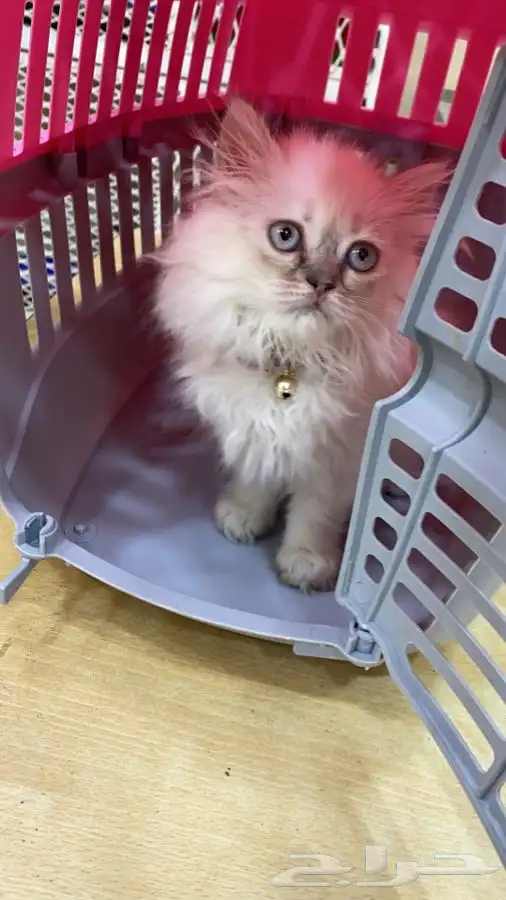 العامريه لطيور واسماك الزينه 40