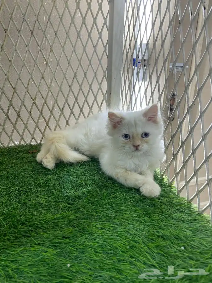 العامريه لطيور واسماك الزينه 12