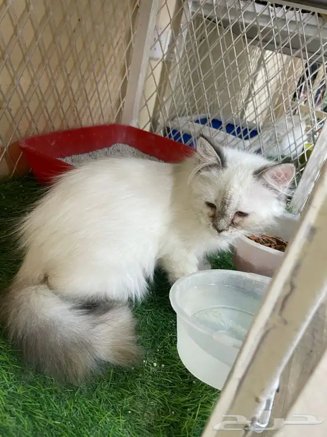 العامريه لطيور واسماك الزينه 11