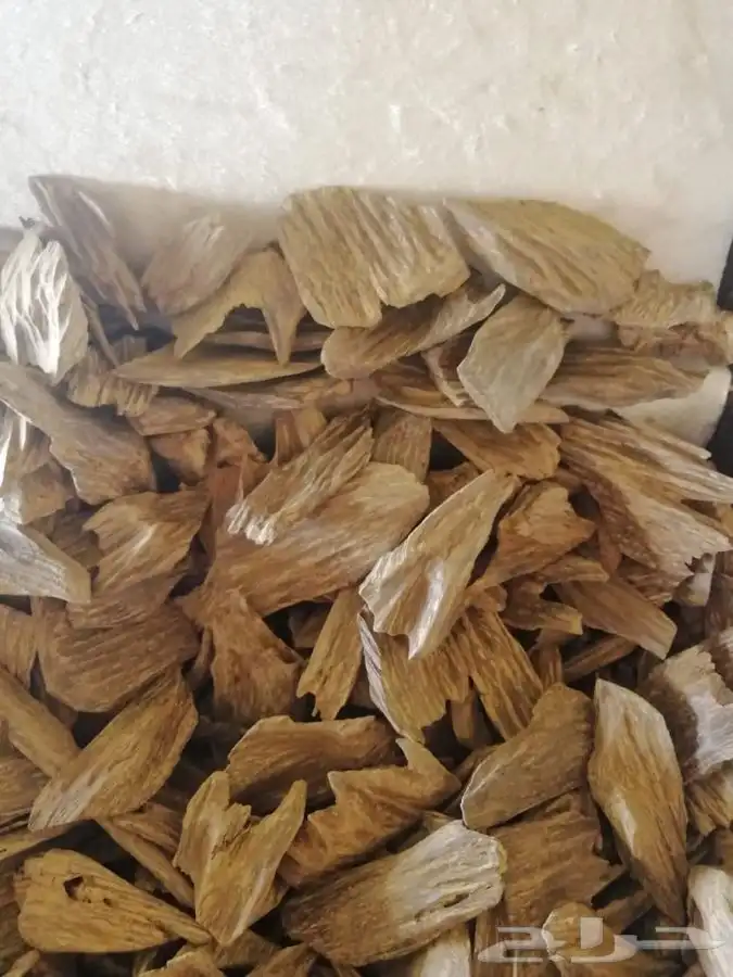 عود كلمنتان ..عود مروكي ..عودة ..طيب 1