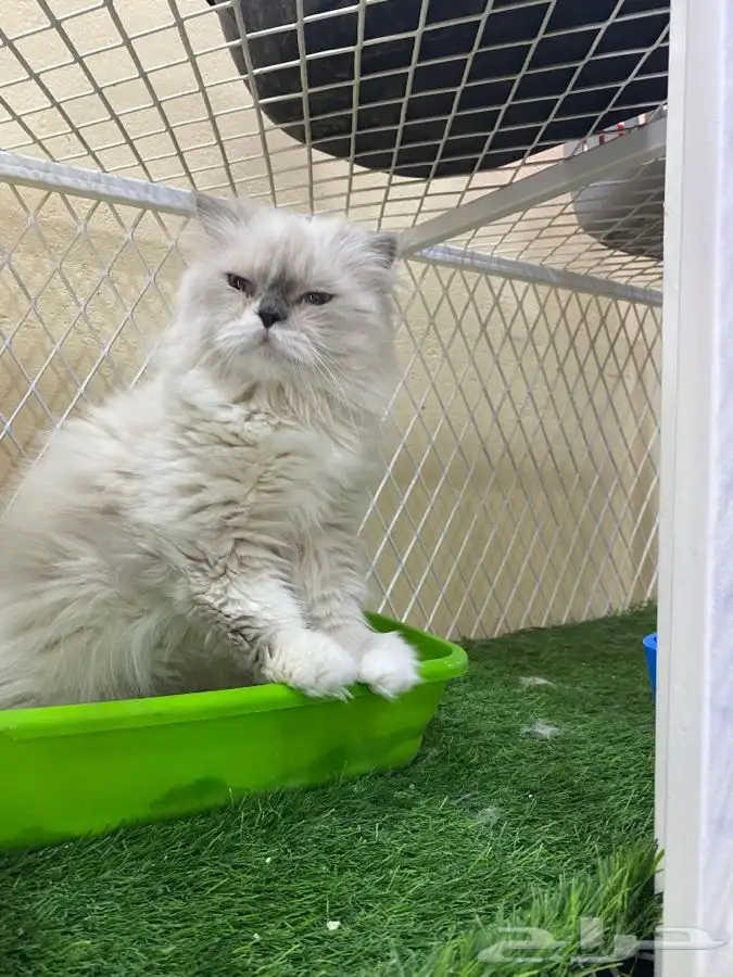 العامريه لطيور واسماك الزينه 37