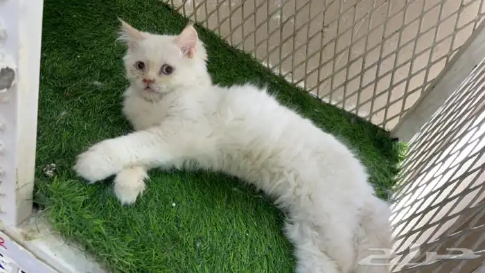 العامريه لطيور واسماك الزينه 6