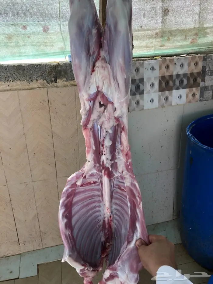 نص تيس ( لحم ني) 24