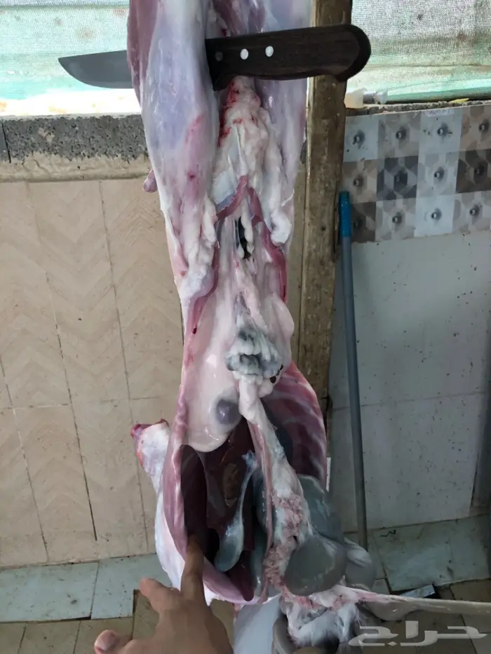 نص تيس ( لحم ني) 26