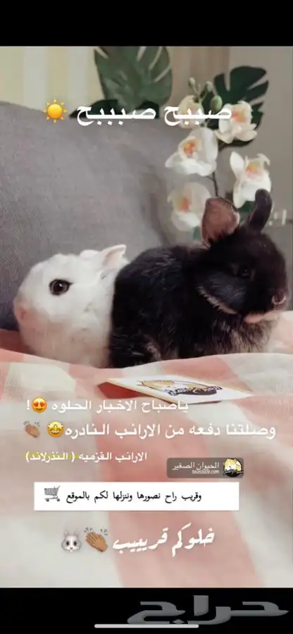 ارانب نذرلاند متوفر تمارا 9