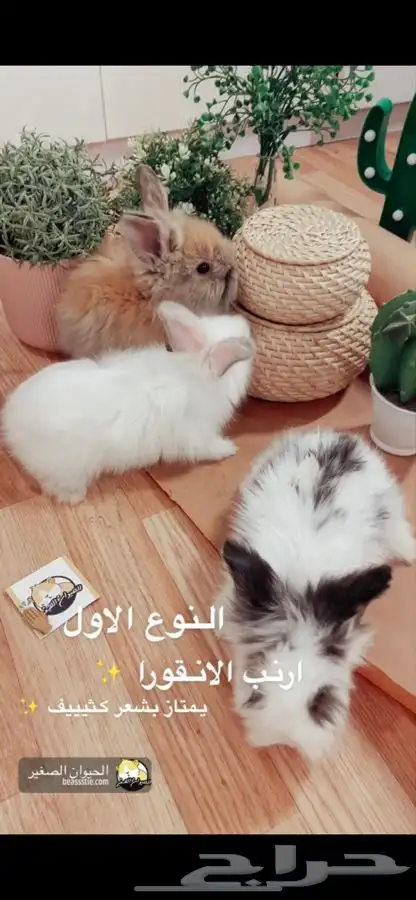 ارانب نذرلاند متوفر تمارا 1