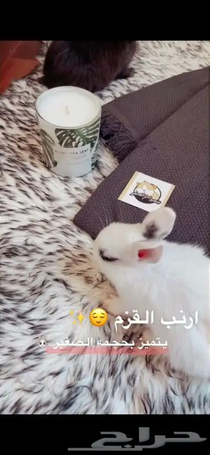 ارانب نذرلاند متوفر تمارا 3