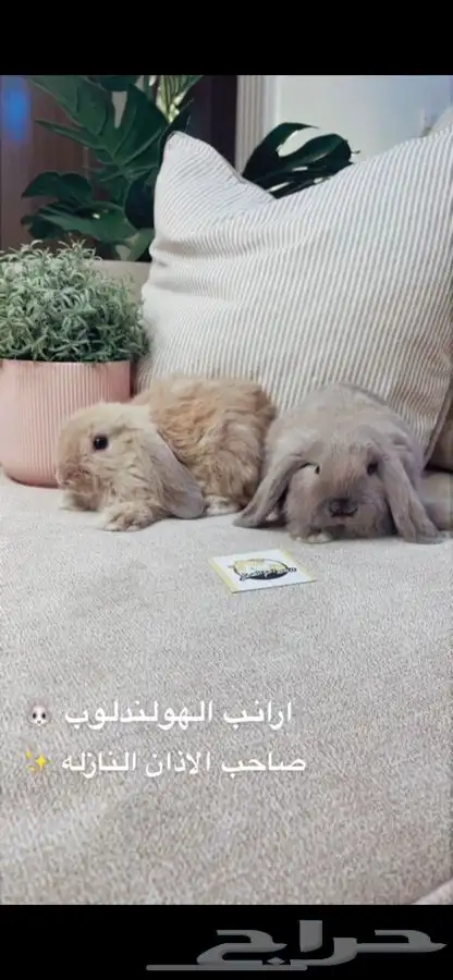ارانب نذرلاند متوفر تمارا 2