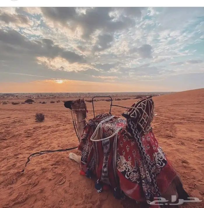 خيل وجمال لتغطية المهرجانات أنحاء المملكة 7