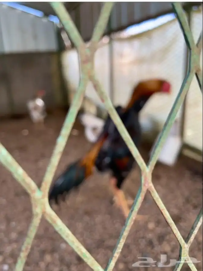 شامو ياباني أوساكا 3