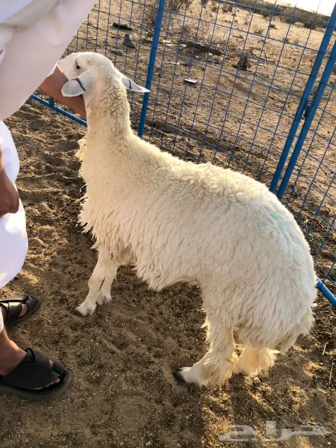 ذبايح حرية طيبة ونضيفة   جبر وسط 1