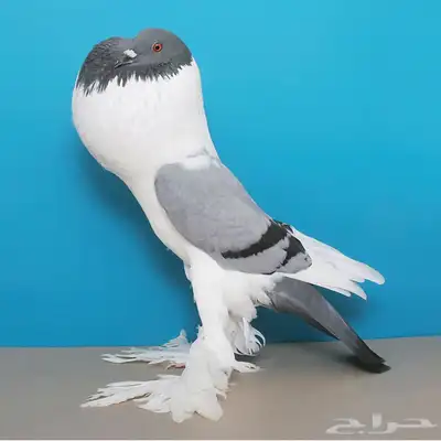 نقل حيونات توصيل طيور موصل حلال 0