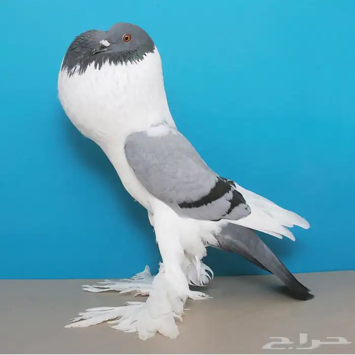 نقل حيونات توصيل طيور موصل حلال 0