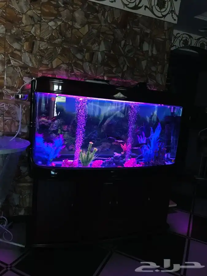 حوض سمك 2