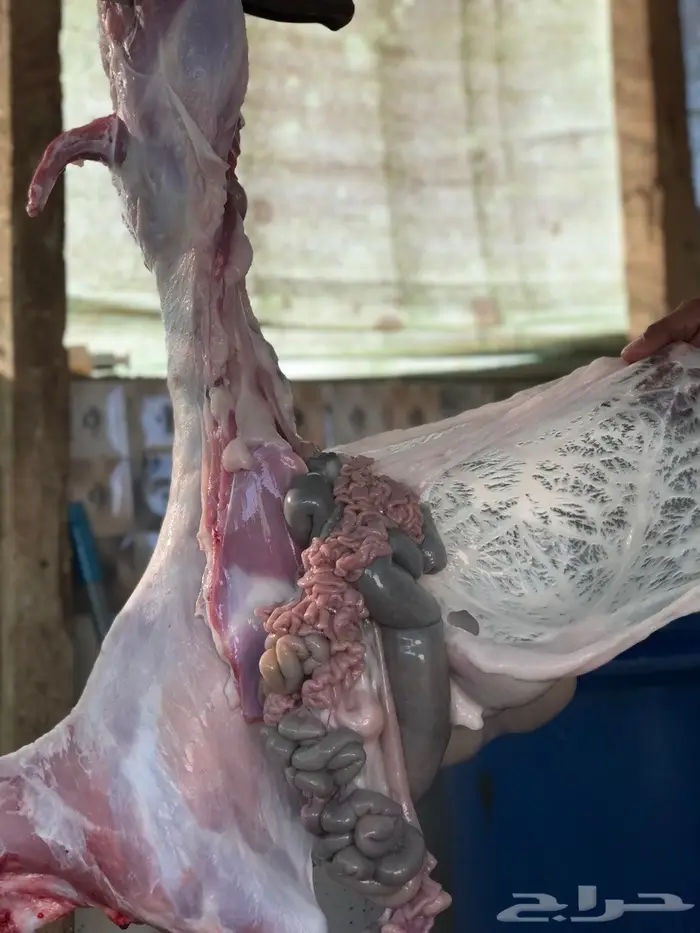 نص تيس ( لحم ني) 27