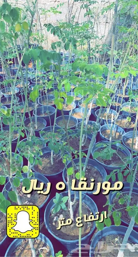 شتلات واشجار مصاد رياح وزينه 7