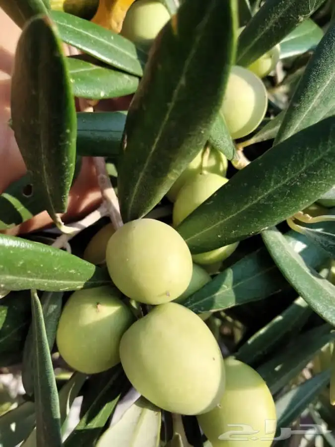 زيت زيتون بكر ممتاز عصرة اولى 3