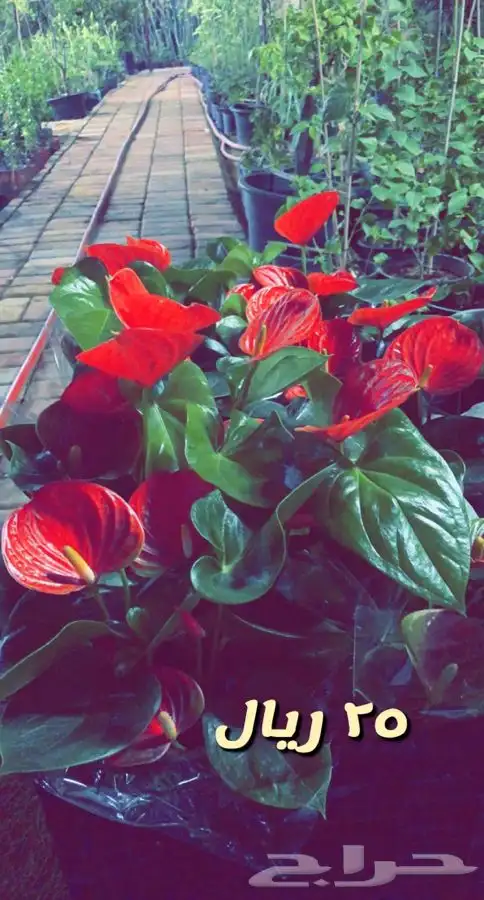 شتلات داخلي وخارجي مخفظه 6