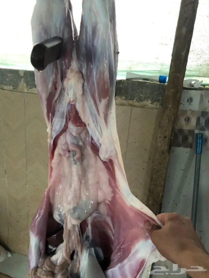 نص تيس ( لحم ني) 28