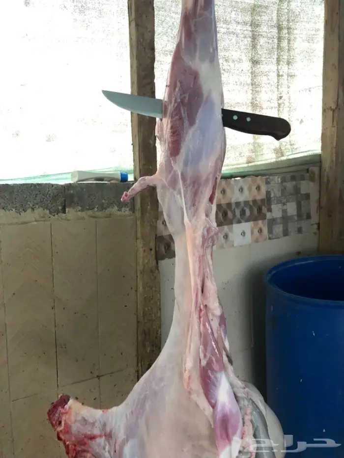 نص تيس ( لحم ني) 29