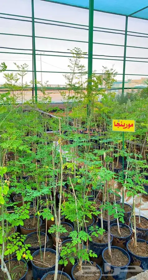 مشاتل بن نوح استشارة و تنسيق 6