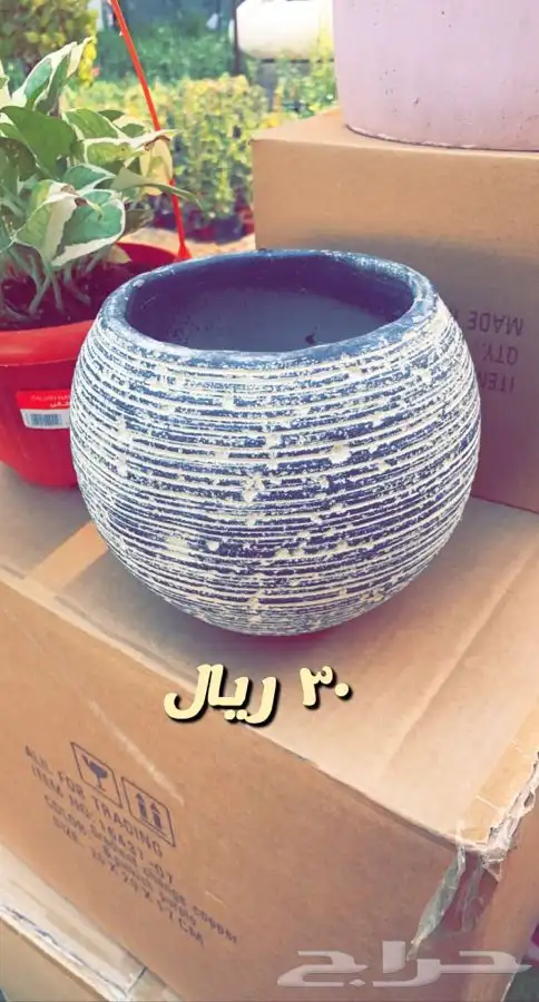 شتلات داخليه واحواض زراعيه باسعار مخفظه 7