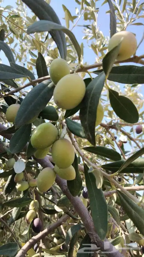 زيت زيتون بكر ممتاز عصرة اولى 0