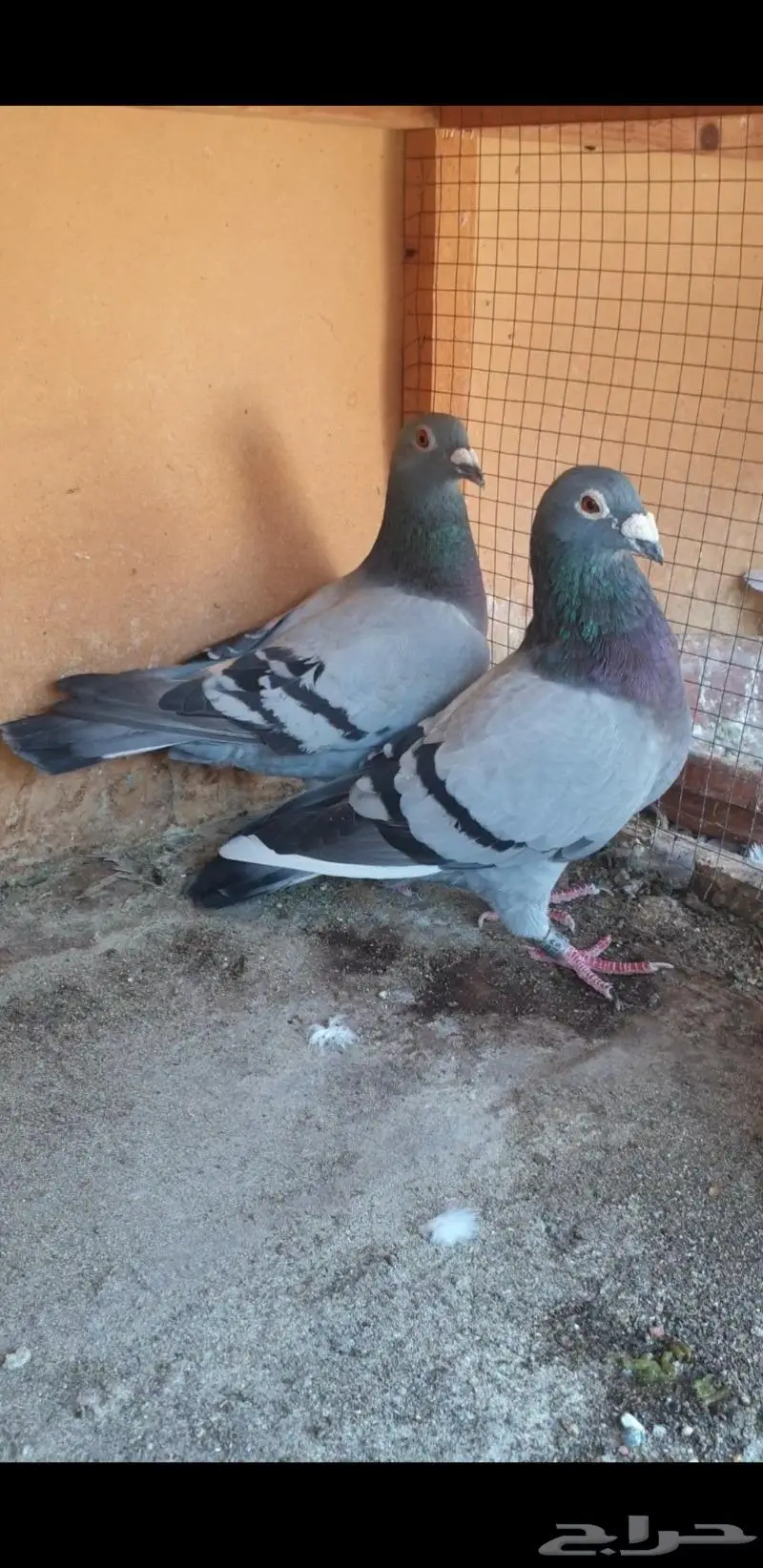 زاجل أبطال وخطوط فوز بشهادات اصل و نسب 42
