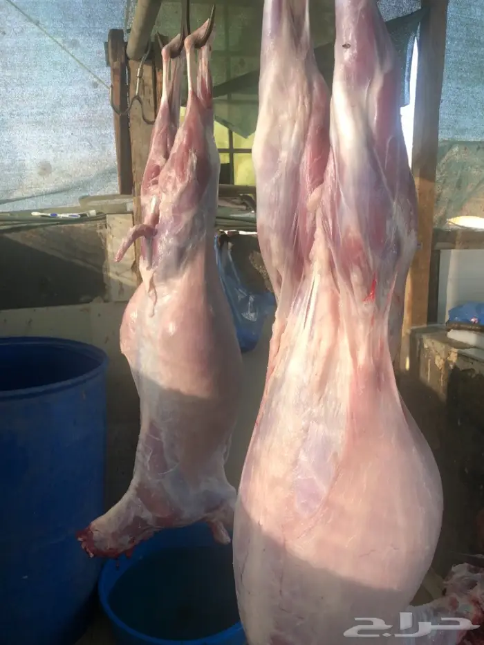 نص تيس ( لحم ني) 30