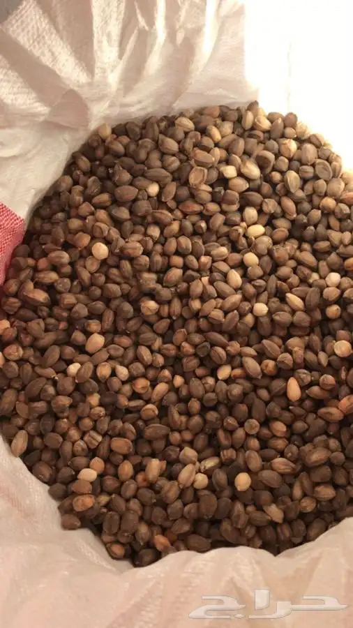 بذور المورينجا البان العربي نوفر كميات للمعاصر 1