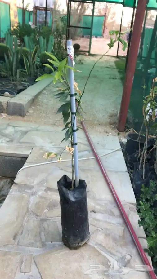 شجرة الليموكوات او الليمون الصيني 3