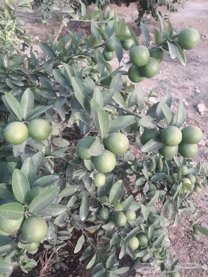 شجرة الليموكوات او الليمون الصيني 1
