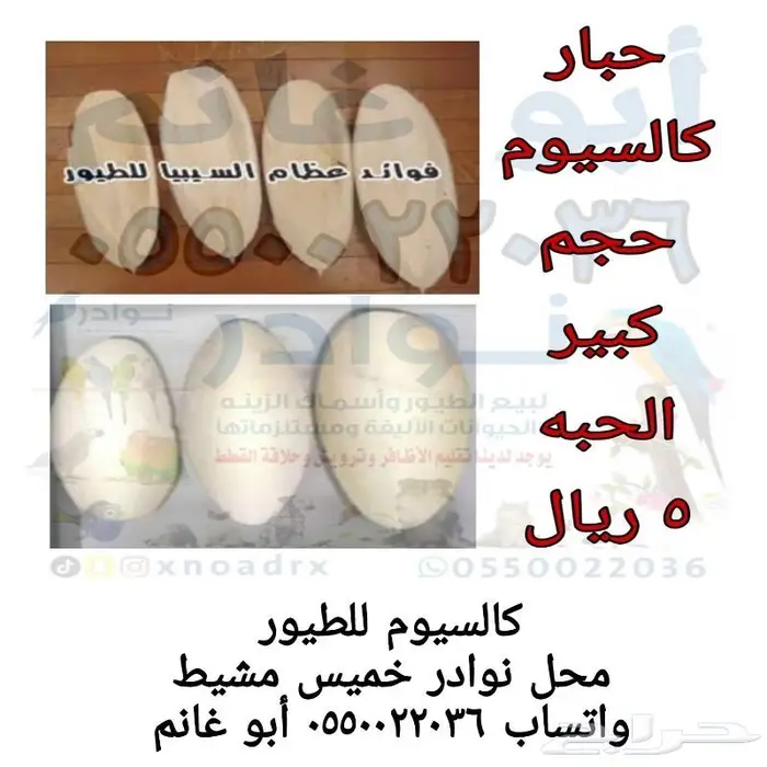 طيور زينة ومستلزماتها محل نوادر خميس مشيط 17