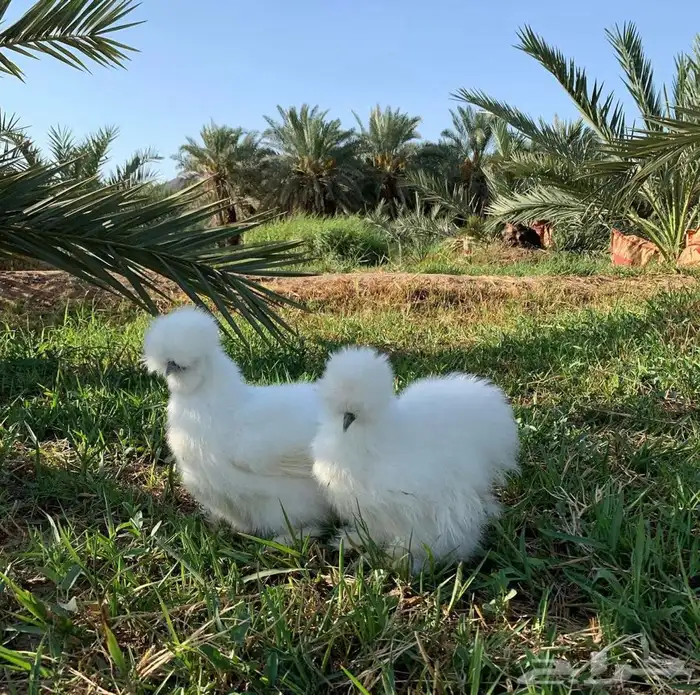 فروخ دجاج قطني (سلكي) مستوى TOP 0